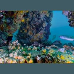 DUBAI REEF