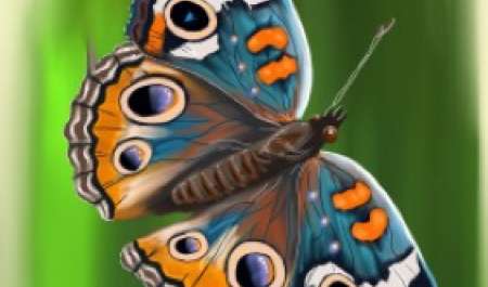 Poem: Whispers of a Butterfly
