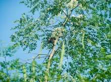 The Mighty Moringa
