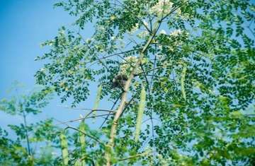 The Mighty Moringa
