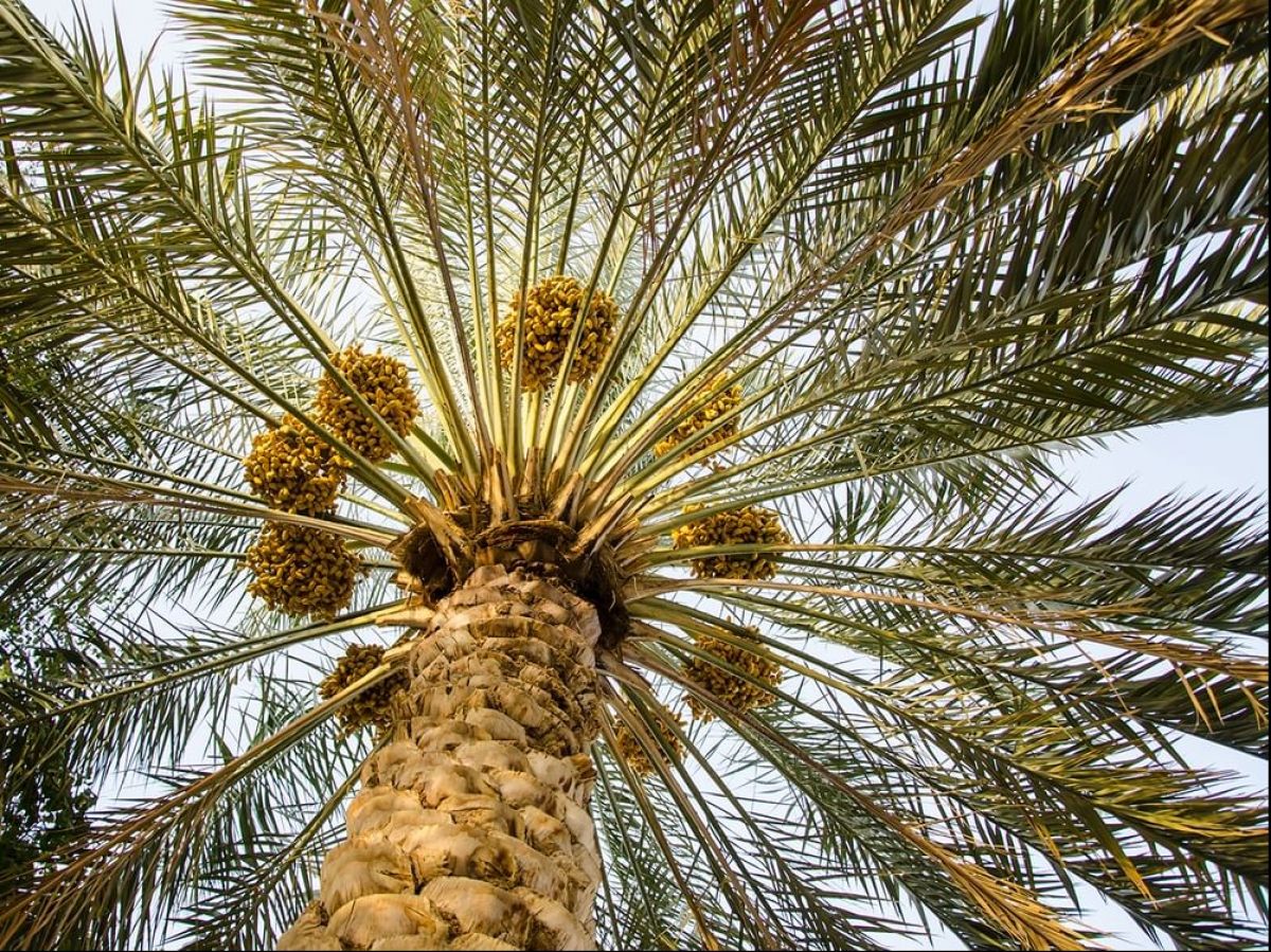 Arab Palm Day