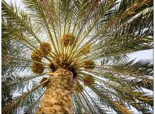 Arab Palm Day