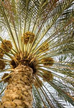 Arab Palm Day