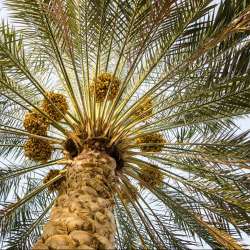 Arab Palm Day