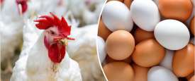 أسعار الدواجن وبيض المائدة