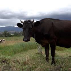 Meat Price Index