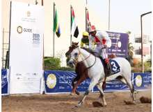 Purebred Arabian Horses