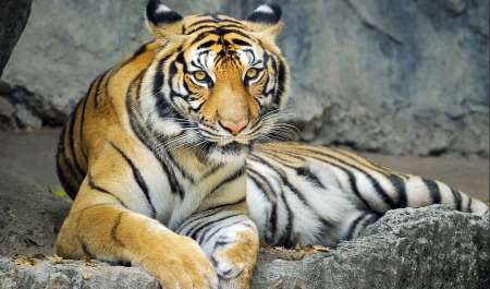 تقرير دولي يحذر من تسارع تهريب النمور وتهديد خطير لبقائها عالميًا