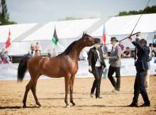 بطولة عجمان