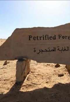 محمية الغابة المتحجرة 