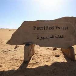 محمية الغابة المتحجرة 