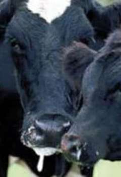 الحمى القلاعية