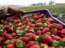 صادرات الفراولة المصرية