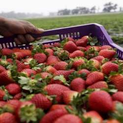 صادرات الفراولة المصرية