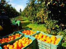 الموالح المصرية