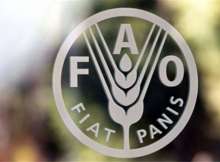 منظمة الفاو