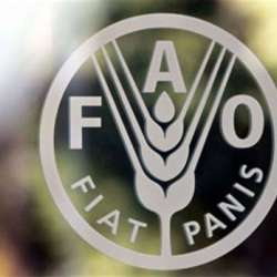 منظمة الفاو