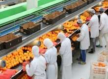 صادرات مصر الزراعية