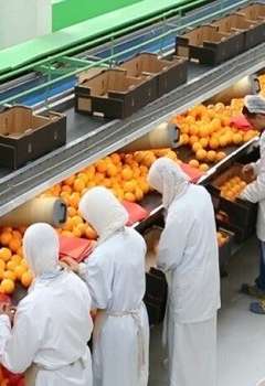 صادرات مصر الزراعية