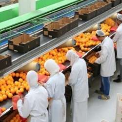 صادرات مصر الزراعية