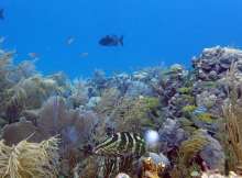 الشعاب المرجانية