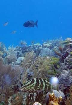 الشعاب المرجانية