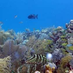 الشعاب المرجانية