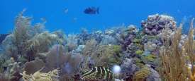 الشعاب المرجانية