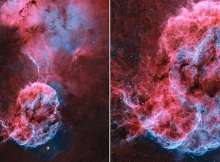 قنديل البحر