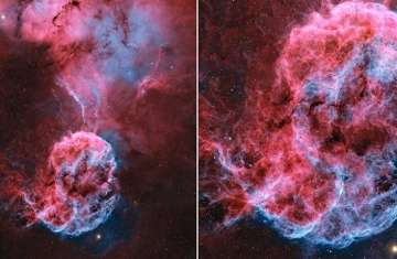 قنديل البحر