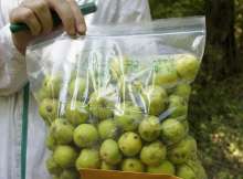 محاصيل زراعية