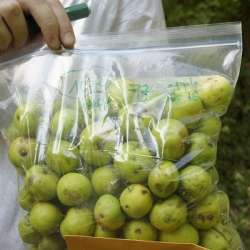 محاصيل زراعية