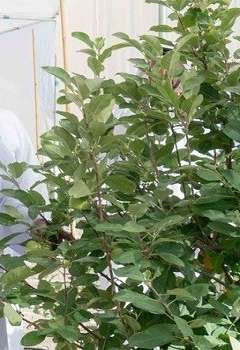 حاكم الشارقة