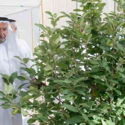 حاكم الشارقة