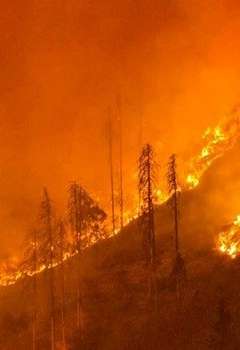 حرائق غابات النمسا