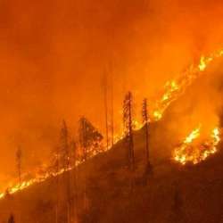 حرائق غابات النمسا