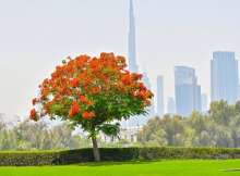 شجرة الشعلة