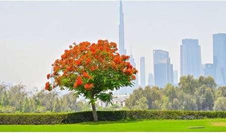 ماذا تعرف عن شجرة 