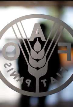 الفاو
