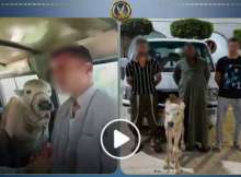 ضبط المزارعان 