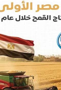 الفاو