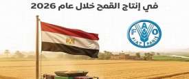 الفاو