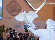 الصقر