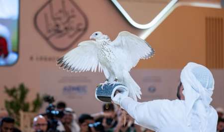 بـ571 ألف دولار.. بيع صقر مقابل أعلى قيمة في تاريخ المزادات عالميا