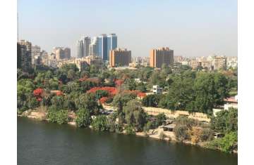 أشجار الإمارات