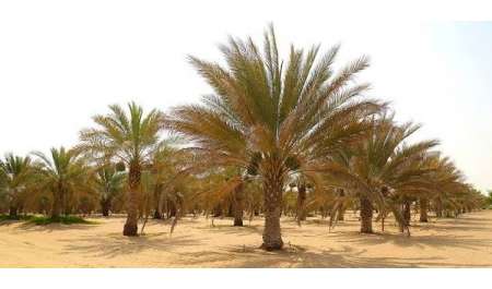 نخيل التمر الإماراتي يثمر في 3 مناطق صينية لأول مرة