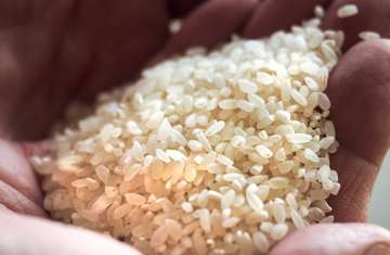 الأرز غذاء شعبي ورئيسي في دول كثيرة