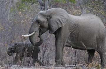 فيل وصغيره بمتنزه وطني في زيمبابوي