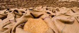 أطنان من القمح (صورة تعبيرية)