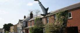 القرش الأبيض غاطسا في سطح المنزل